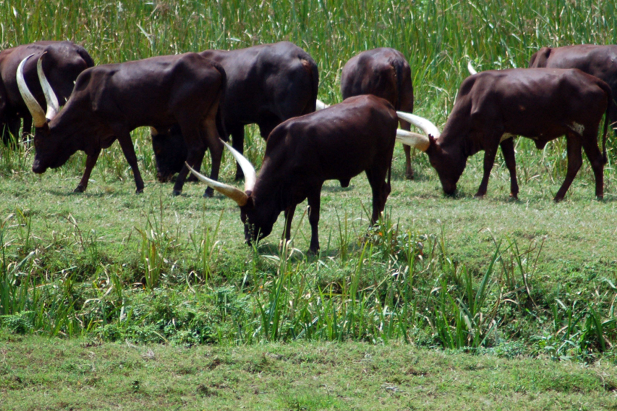 الاستثمار في القطاع الحيواني