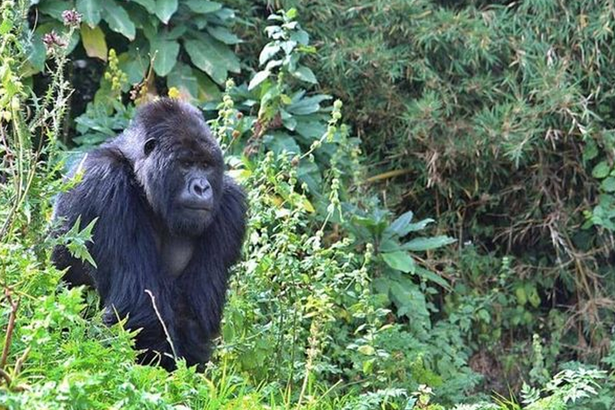 الحياة البرية والطبيعة الخلابة